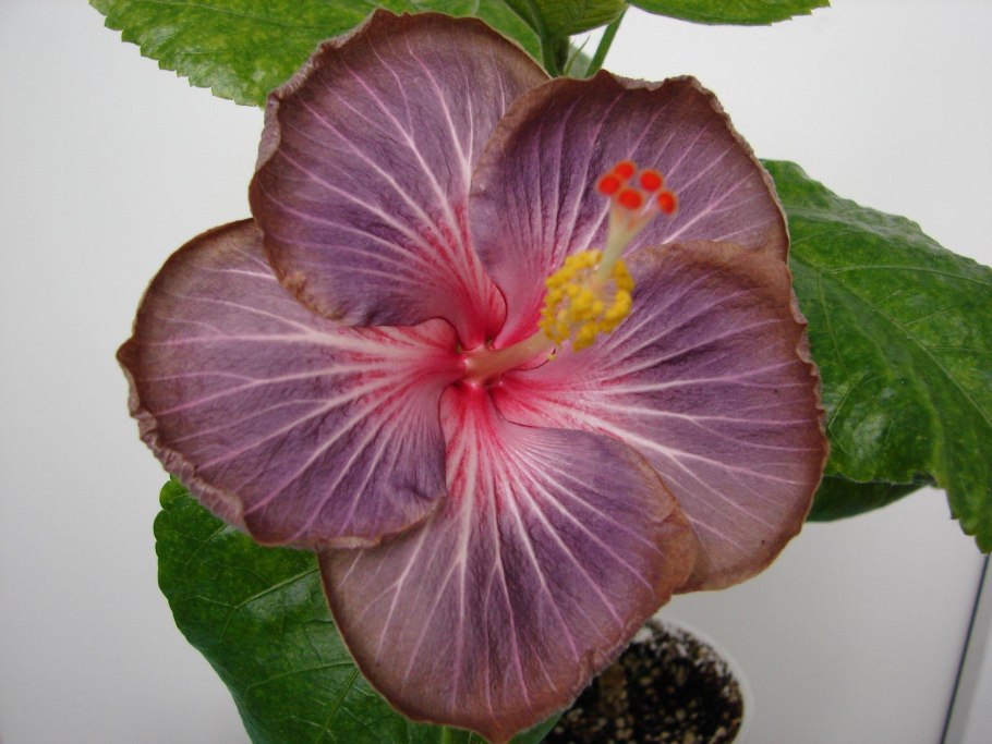 Гибискус Фламинго