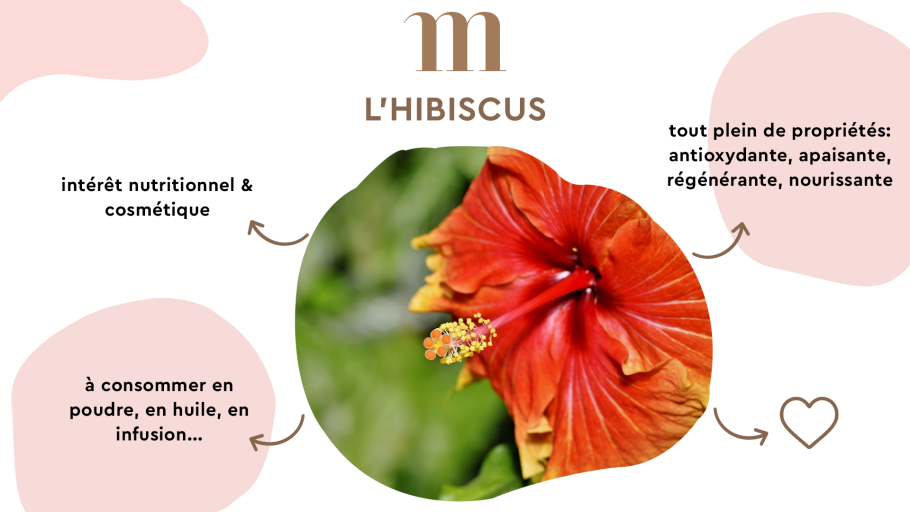 Гибискус Миднайт Марвел