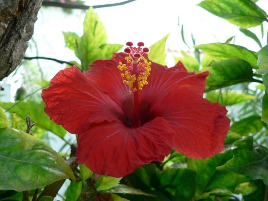 Гибискус травянистый малиновый