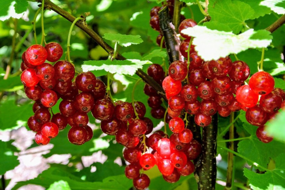 Смородина красная - ribes rubrum
