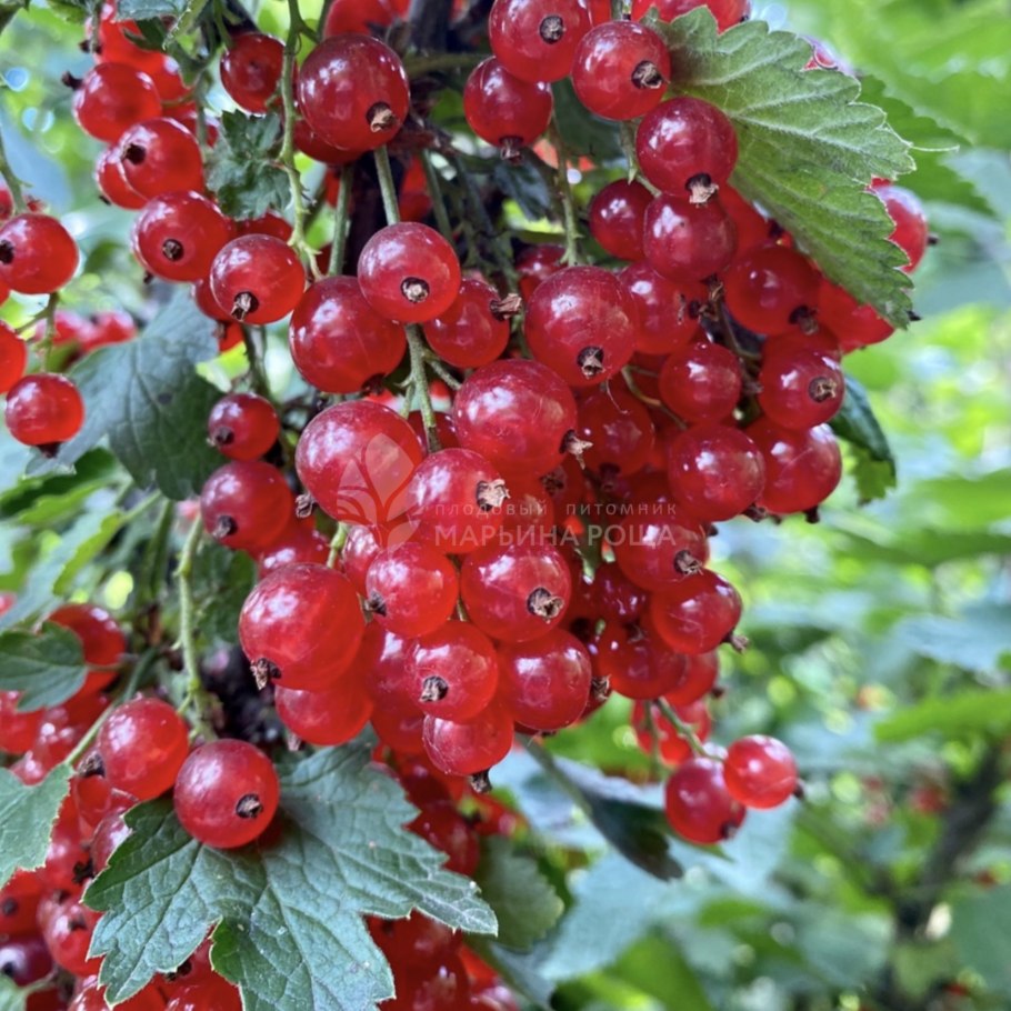 Смородина красная Йонкер Ван тетс штамб