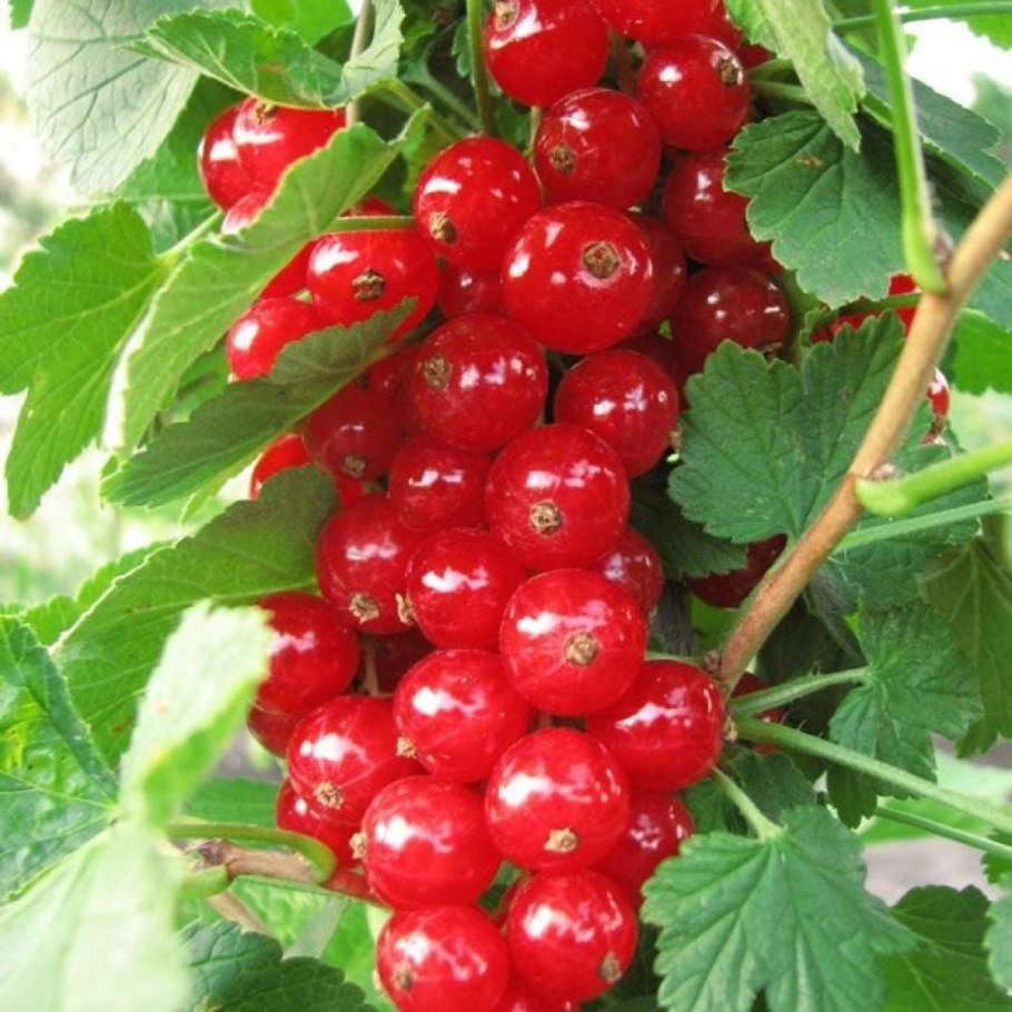 Смородина розовая прыгажуня