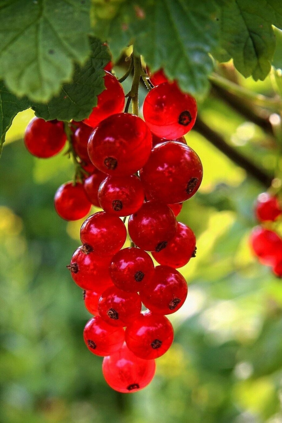 Смородина красная Ровада