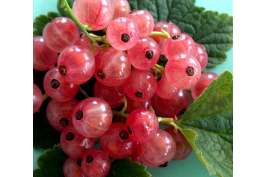 Красная голландская роза смородина