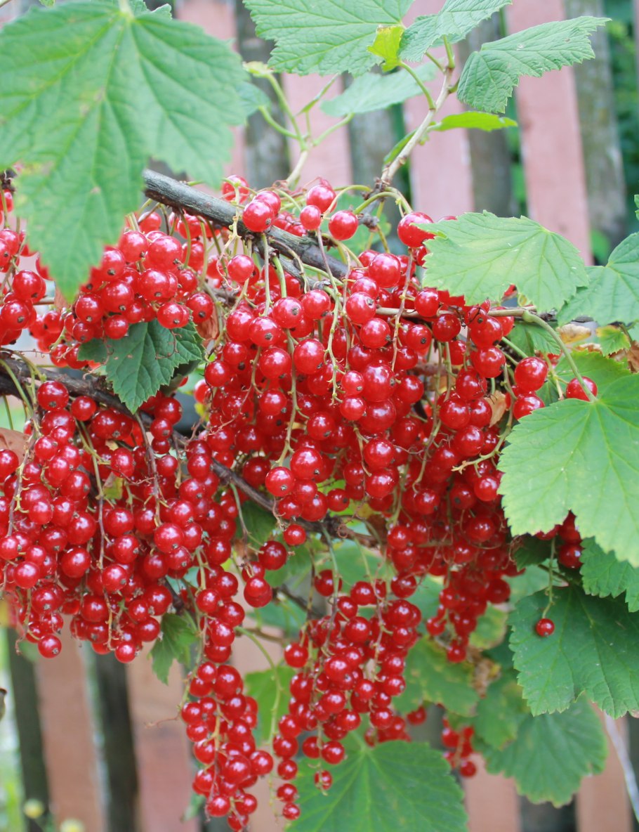 Красная смородина сорт Лапландия