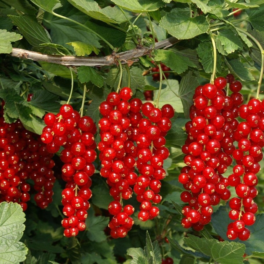 Смородина Мускат розовый