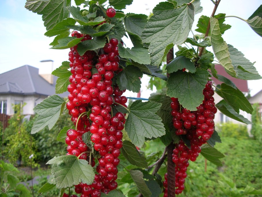 Смородина красная Задунайская