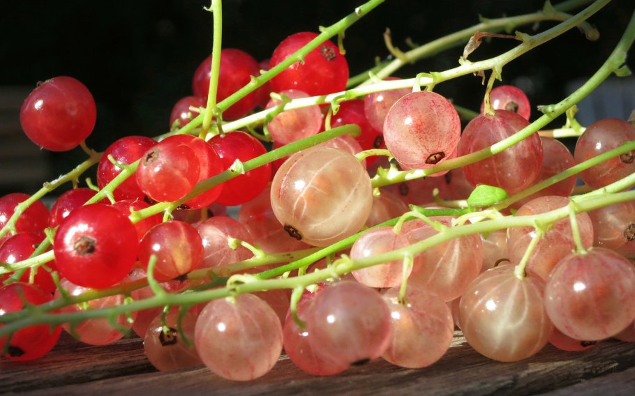 Смородина красная Константиновская (в тубе)