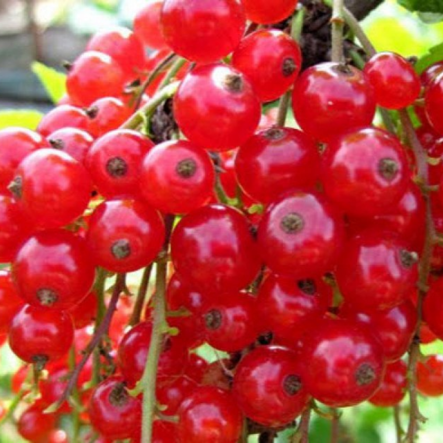 Смородина Россошанская розовая