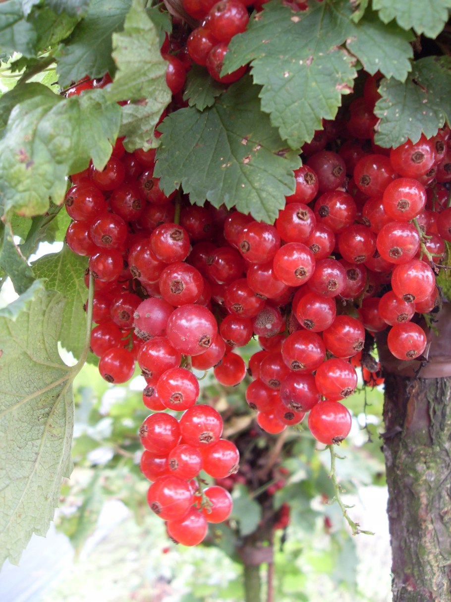 Смородина Йонкер Ван тетс