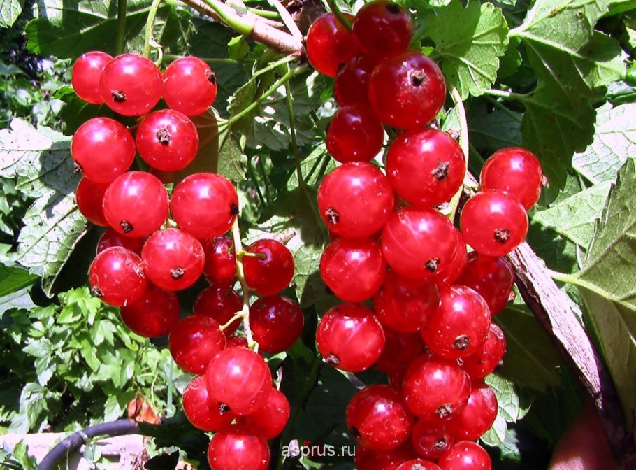 Сорт красной смородины рондом