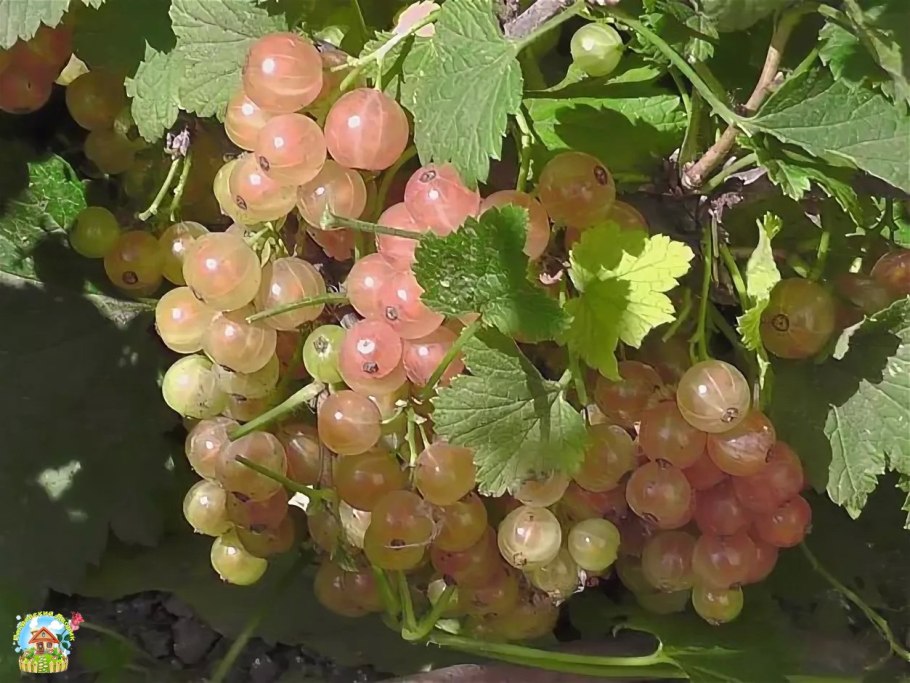 Смородина красная Йонкер Ван тетс