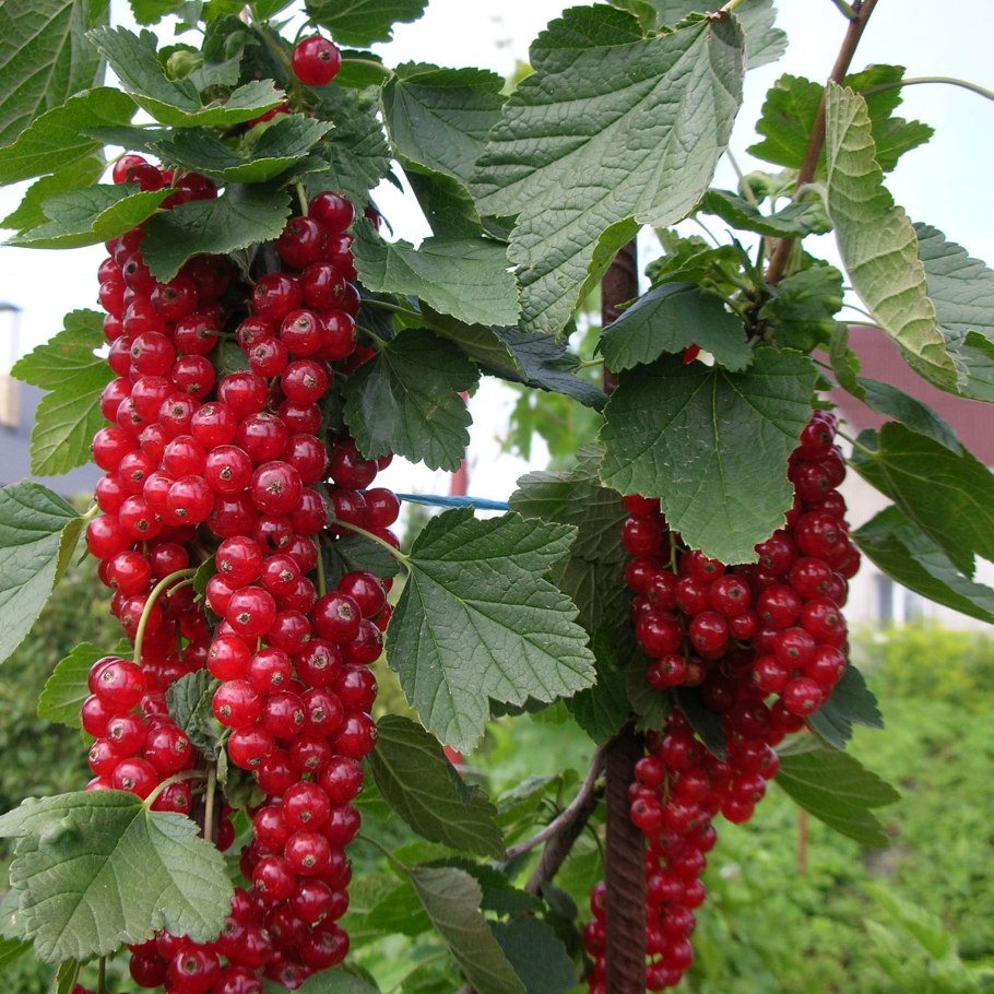 Смородина красная Константиновская