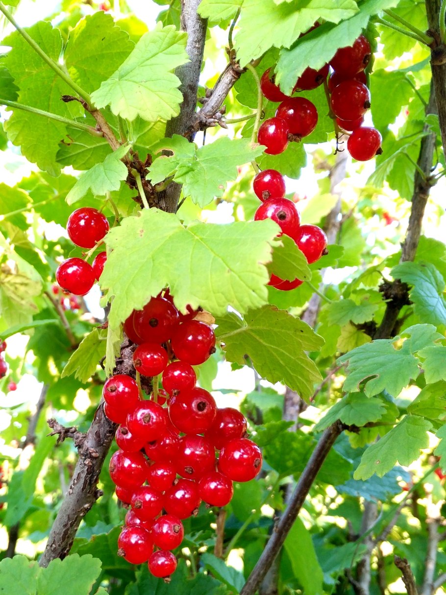 Смородина Pulborough Scarlet