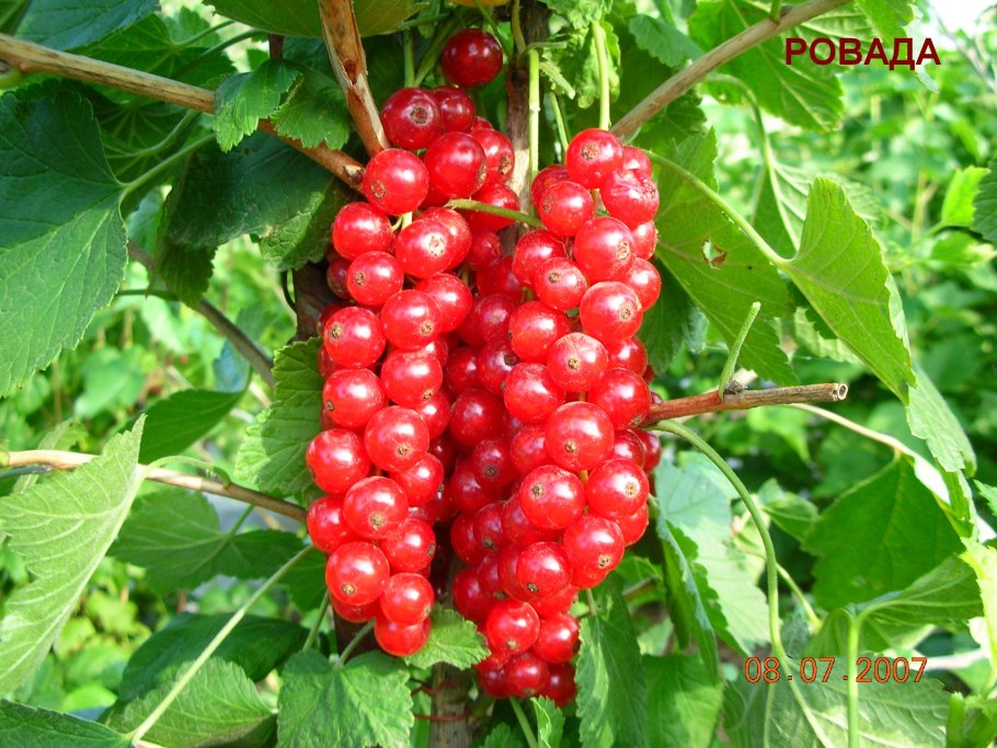 Смородина красная Натали куст