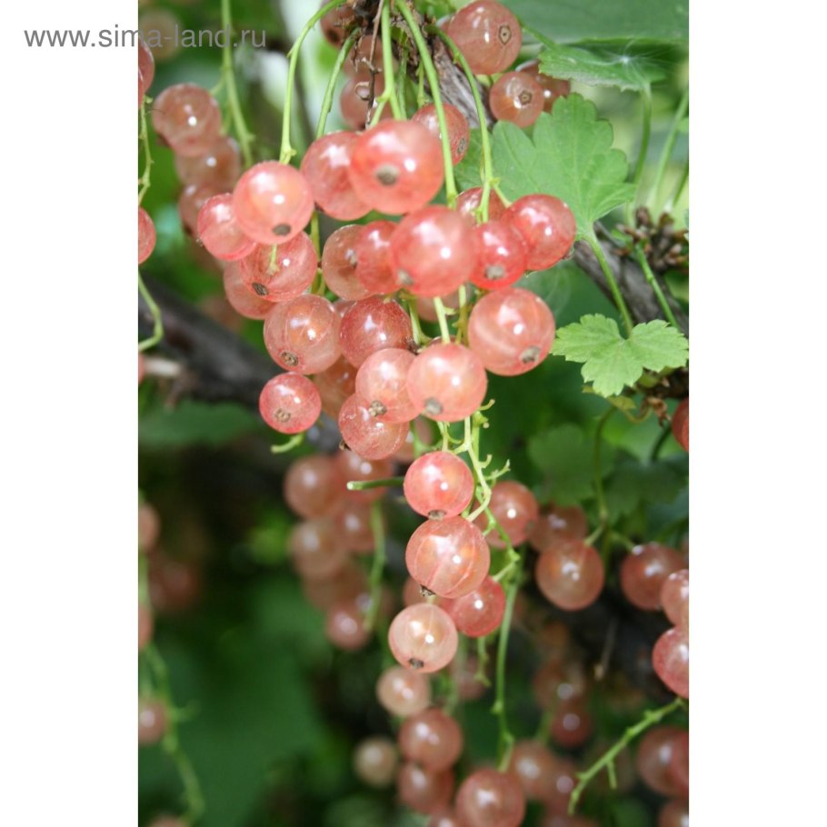 Смородина розовая прыгажуня