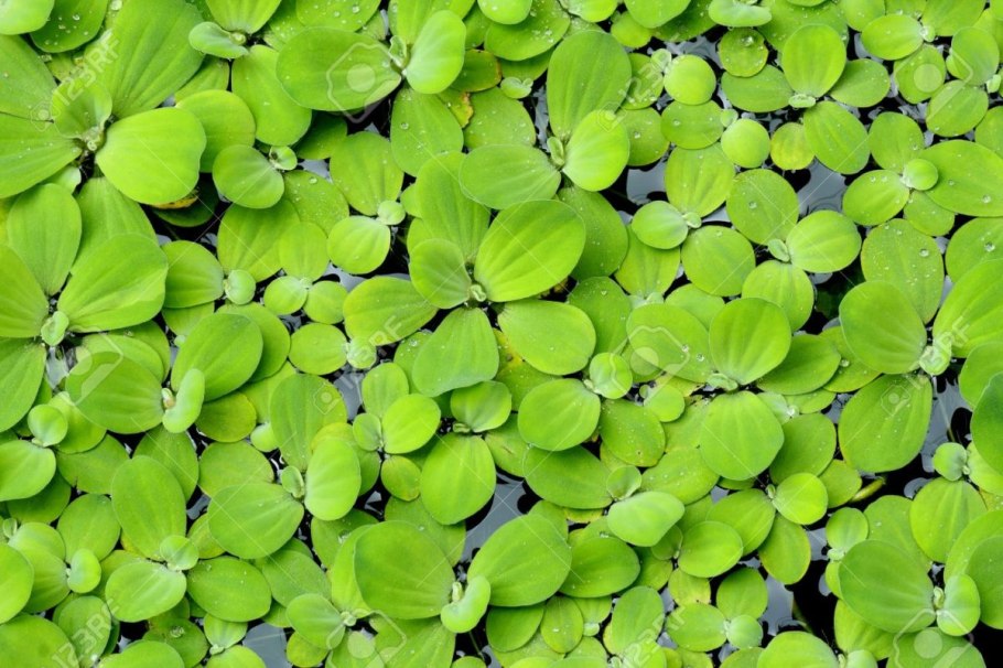 Аквариумная капуста пистия