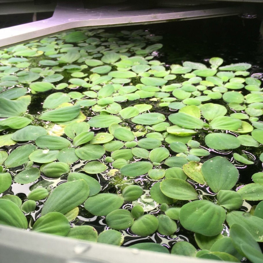 Пистия телорезовидная