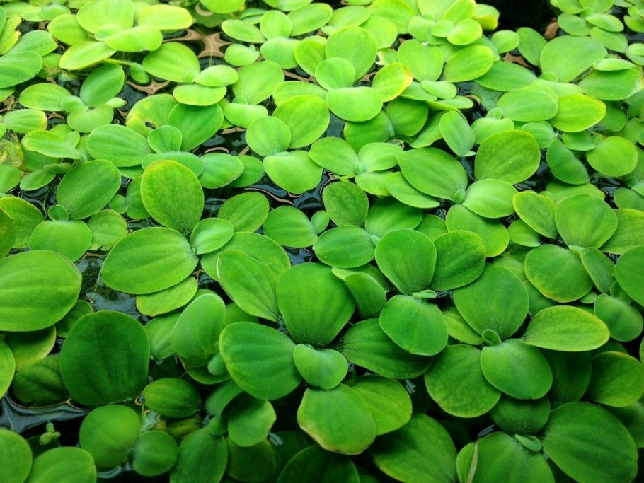 Пистия малая