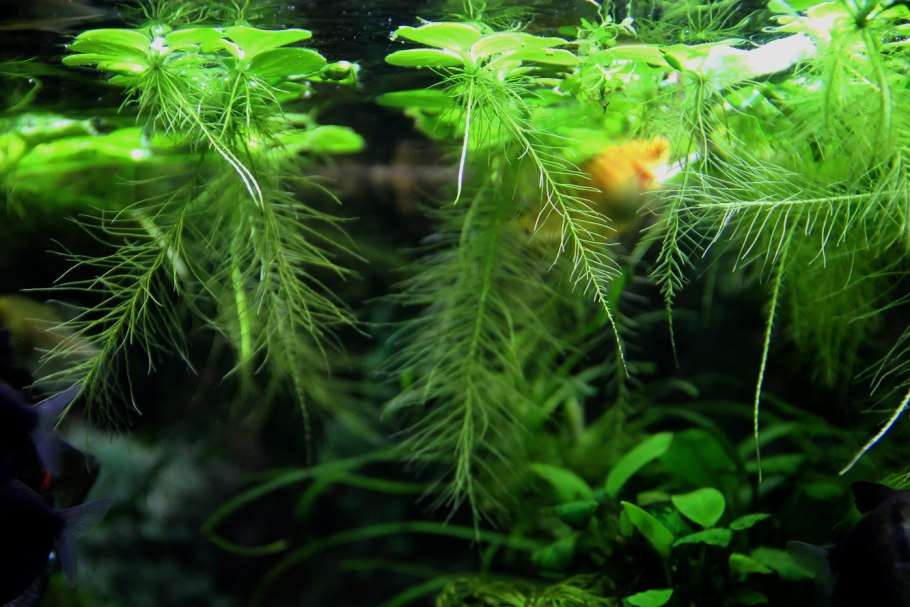 Пистия слоистая