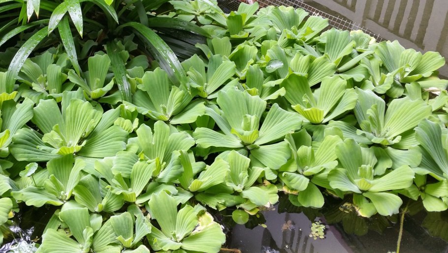 Водяной папоротник Сальвиния