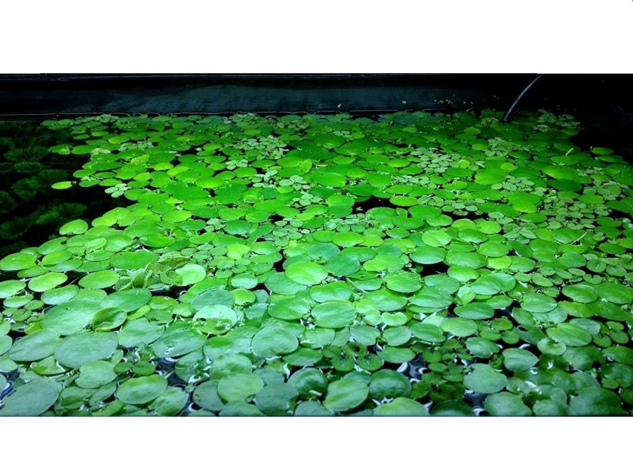 Лимнобиум побегоносный