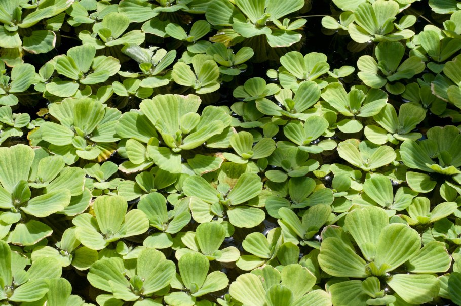 Pistia Stratiotes