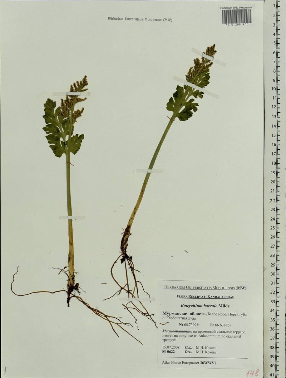 Botrychium Lunaria