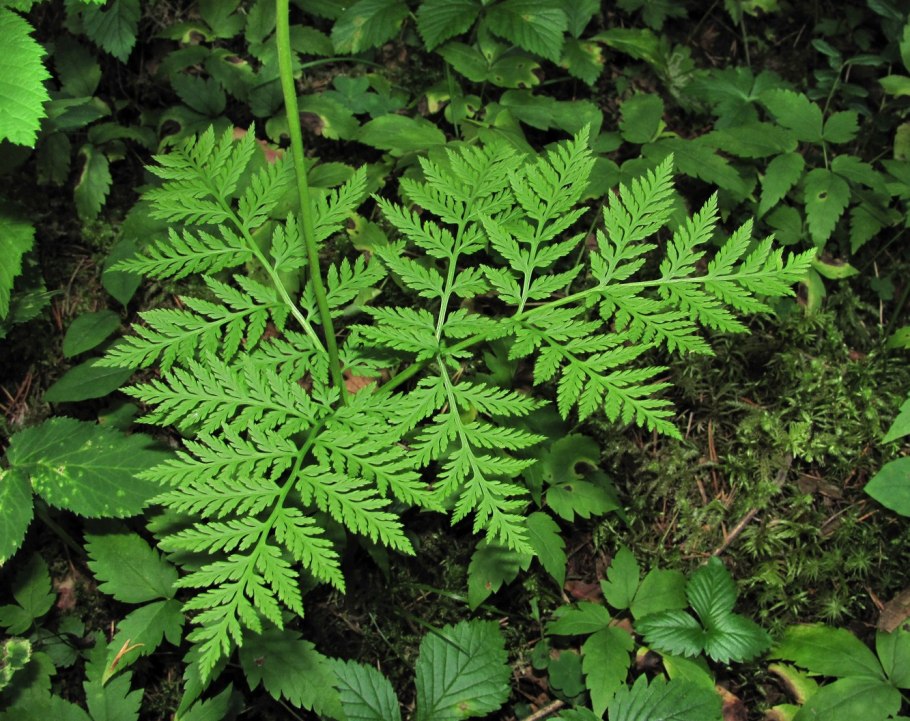 Гроздовник виргинский – Botrychium virginianum (l.) SW.