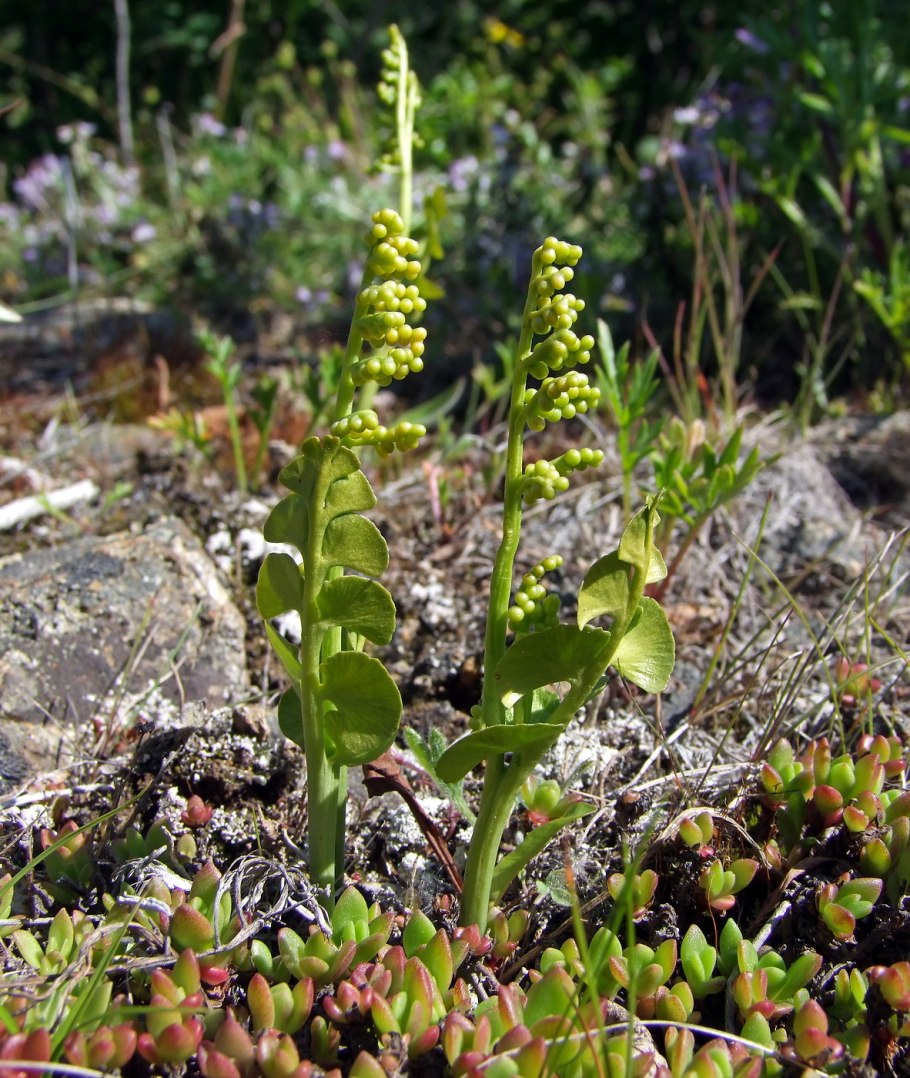 Botrychium Lunaria корневище