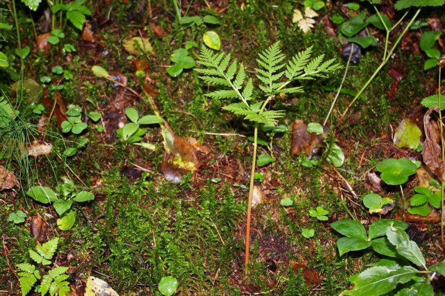 Botrychium virginianum