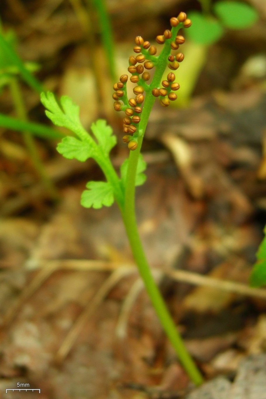 Botrychium Boreale