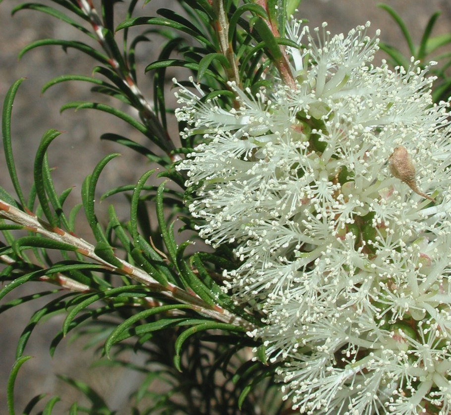 Callistemon salignus