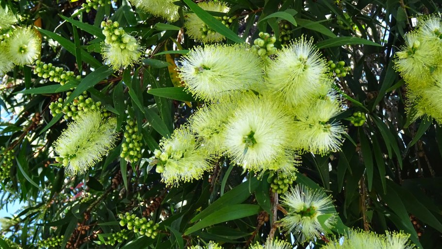 Мелалеука австралийское чайное дерево