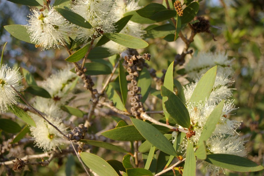 Мелалеука с серебристыми листьями