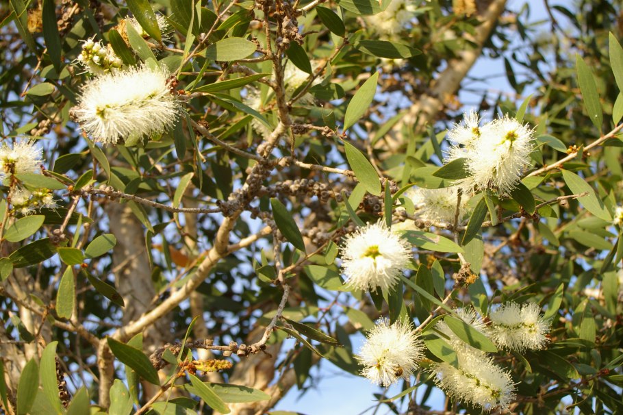 Чайное дерево мелалеука