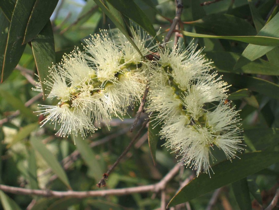 Melaleuca linariifolia