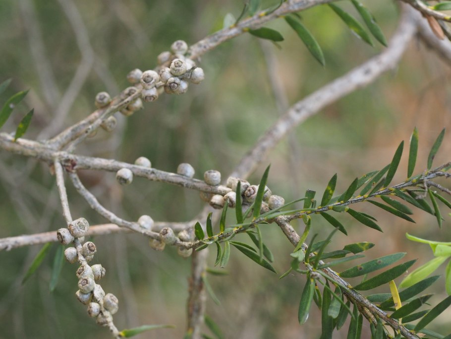 Melaleuca quinquenervia