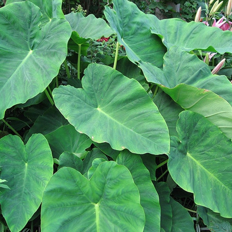 Spathiphyllum wallisii цветок