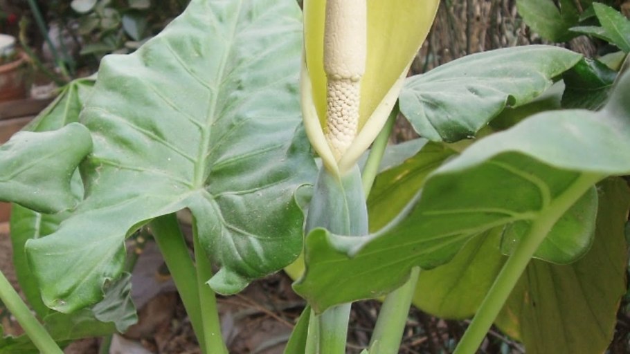 Эпипремнум Голден Квин