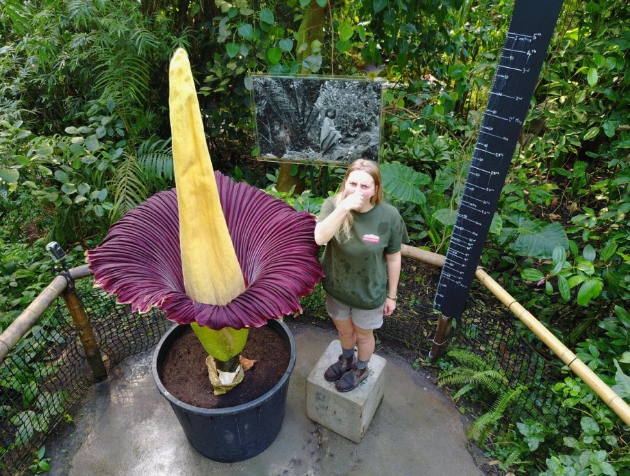 Talas растение