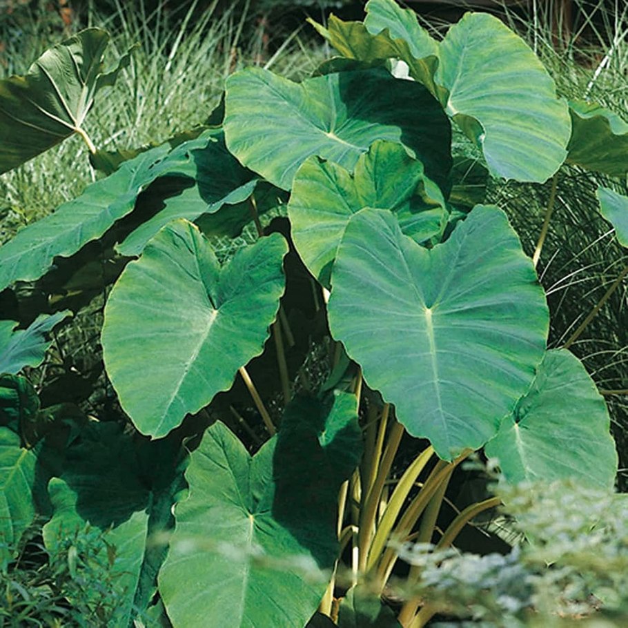 Сингониум Подофиллум