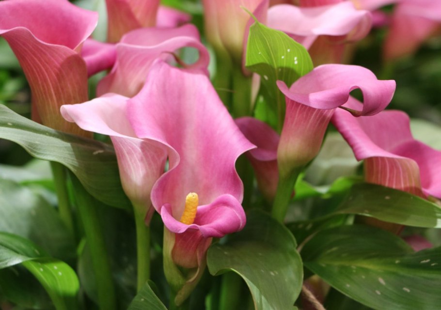 Грунт сад чудес Азалия 2.5 л.