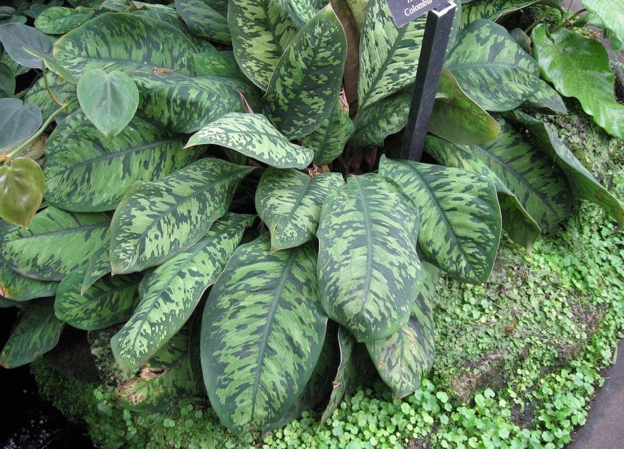 Антуриум размножается