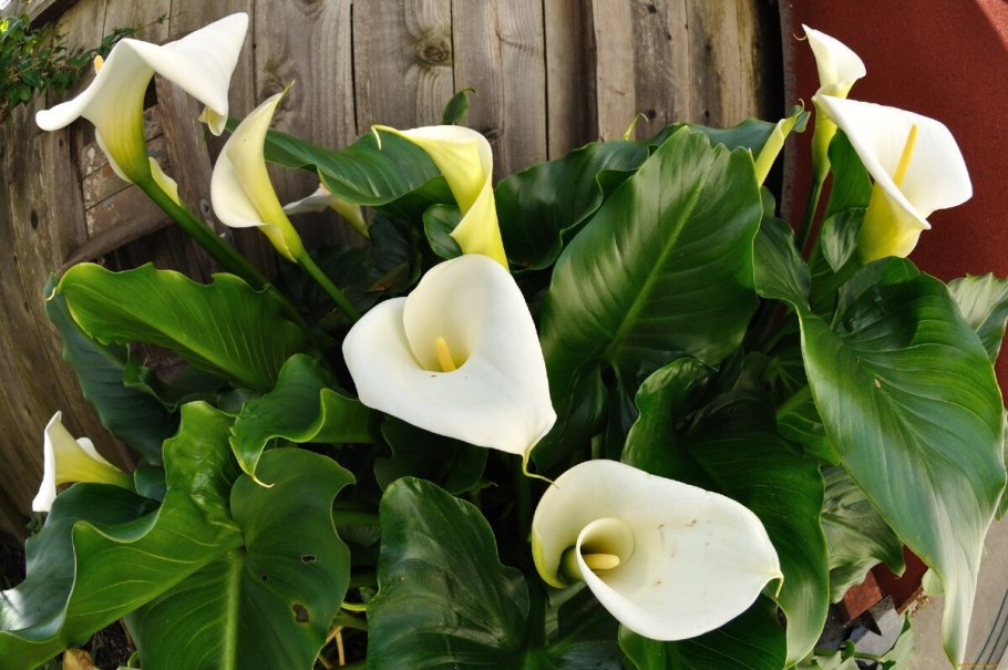 Антуриум Андре Гавайи