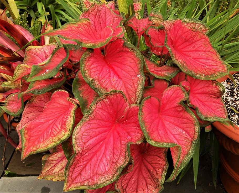 Грунт Фаско цветочный 10 л.