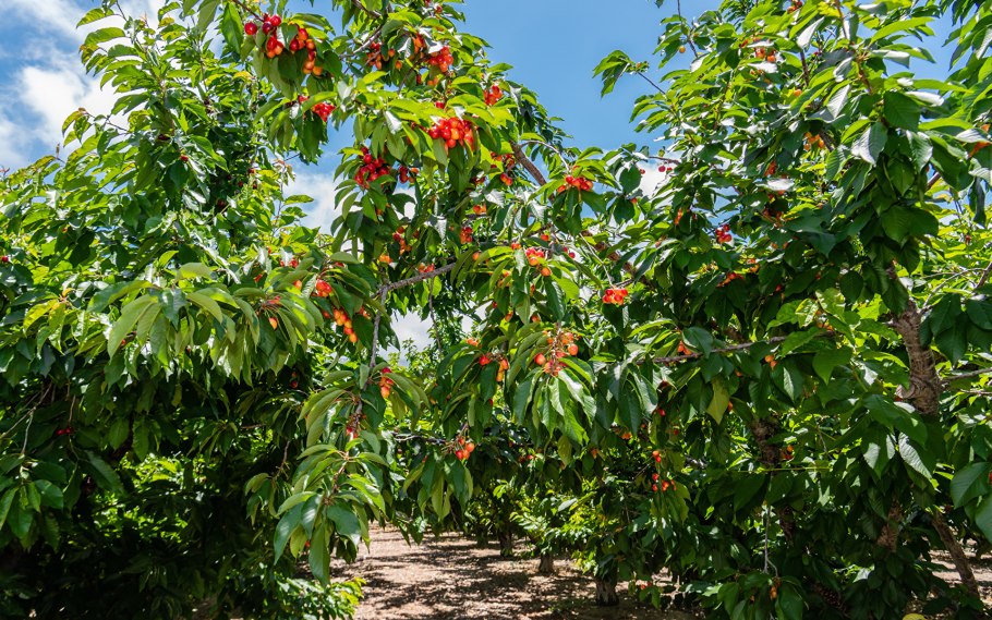 Вишня плодовая дерево