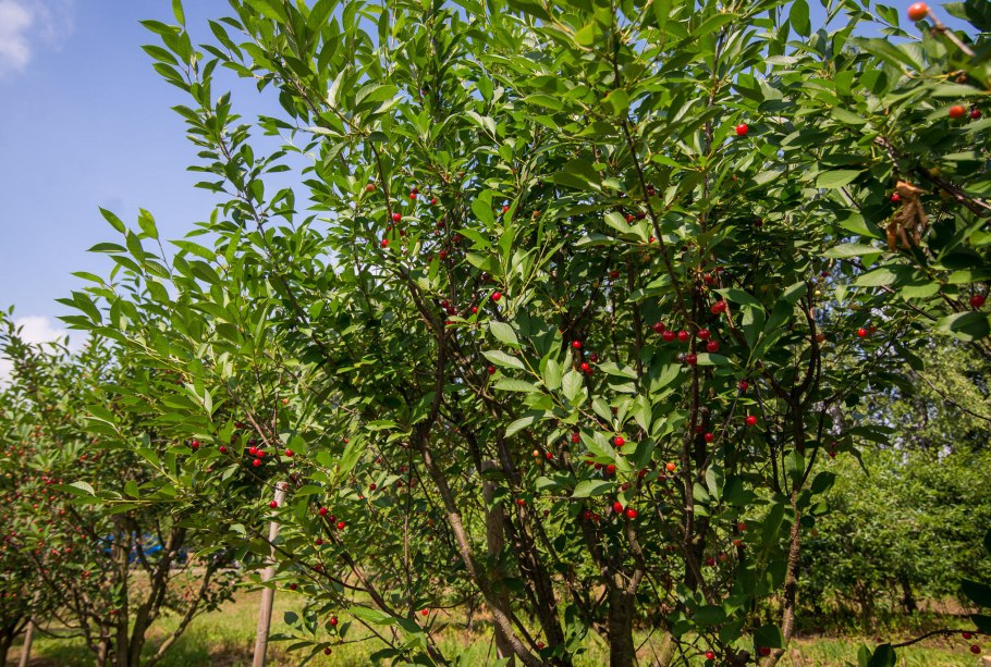 Cherry Tree дерево