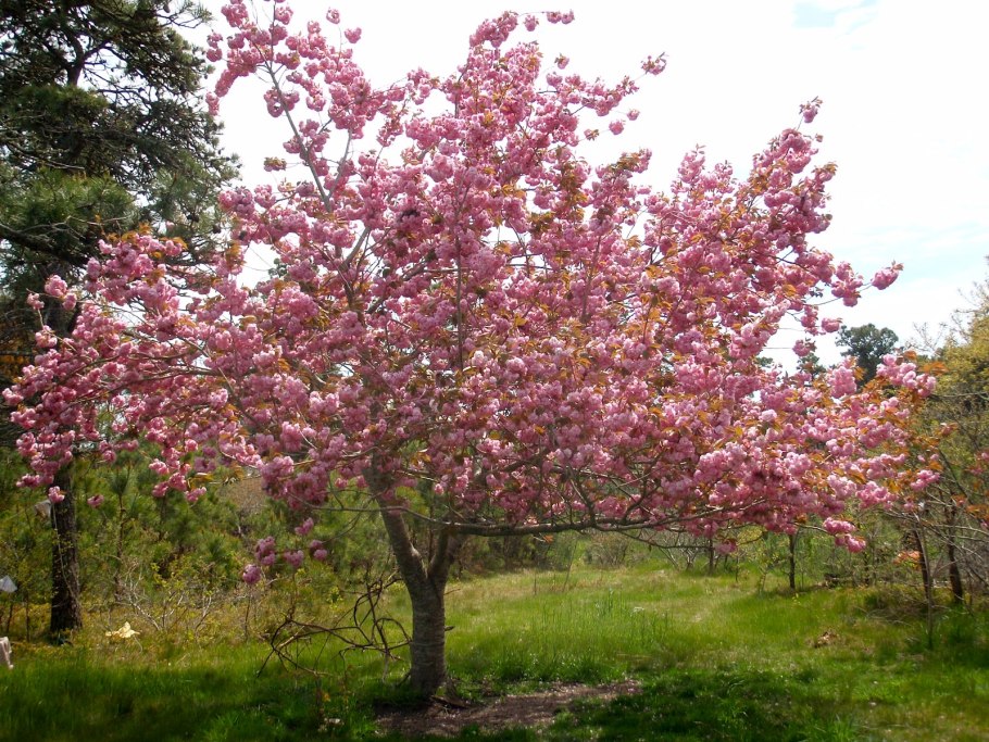 Дикая вишня дерево