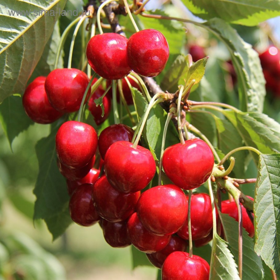 Черевишня чудо вишня